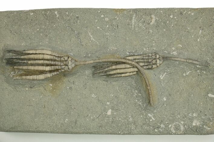 Two Fossil Crinoids (Scytalocrinus) - Crawfordsville, Indiana #310211